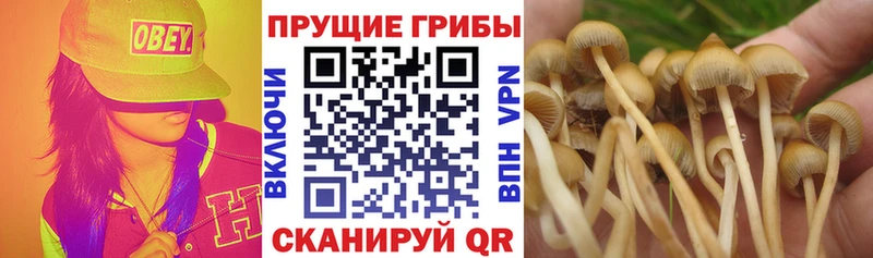 Псилоцибиновые грибы Cubensis  Междуреченск 